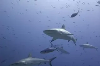 tiburones 1 | Descargar Fotos gratis