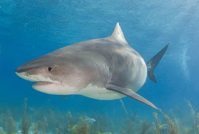 Tiburones extremos | TIBURONPEDIA