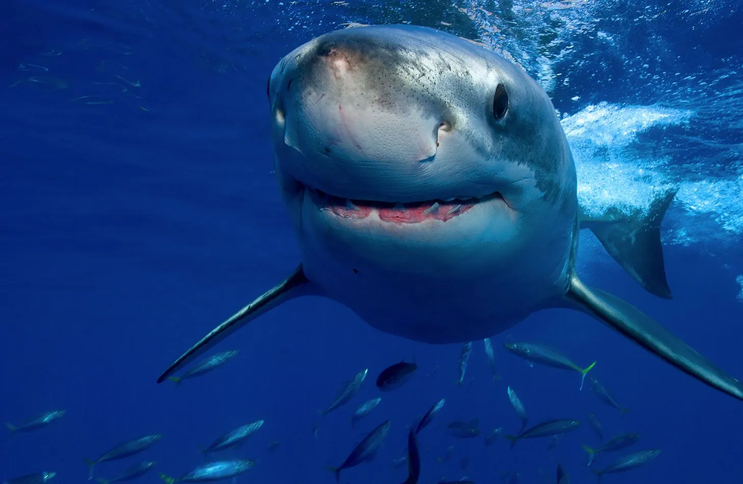 Si los tiburones fueran hombres (Bertolt Brecht) | La Torre del ...