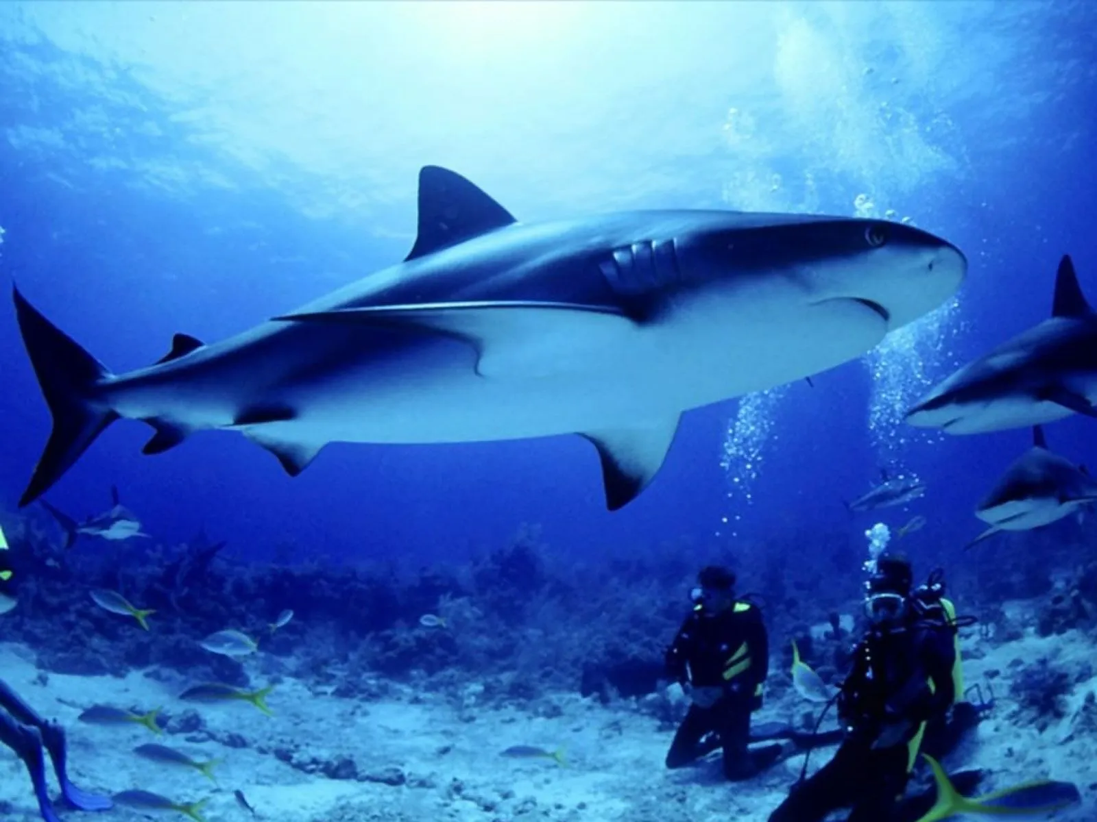 Tiburones, reyes de los mares