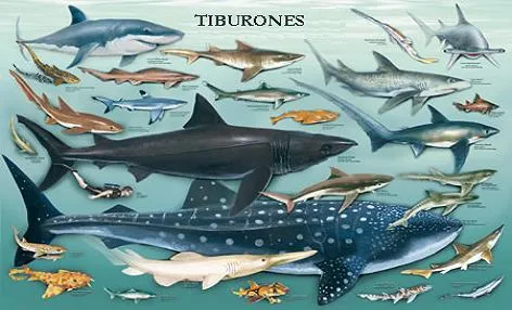 TIBURONPEDIA | Tiburones. Enciclopedia Especializada