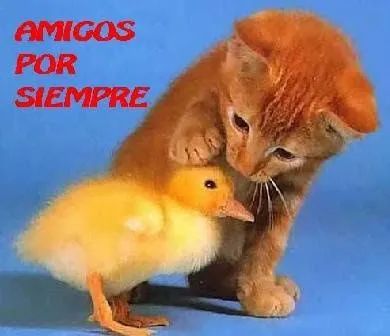 IMAGENES Y FRASES DE AMOR: tierna imagen de amistad