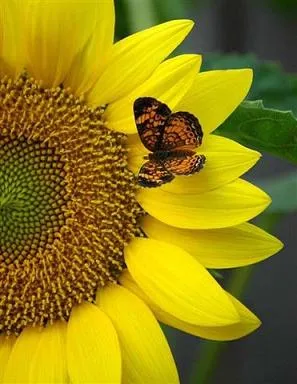 Ellas son tiernas flores voladoras que con su presencia nos alegran y ...