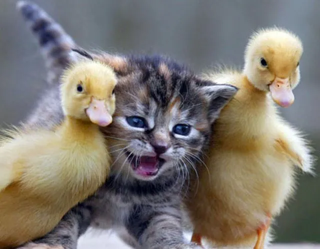 Tiernas De Gatito Con Dos Patitos MEMES Pictures