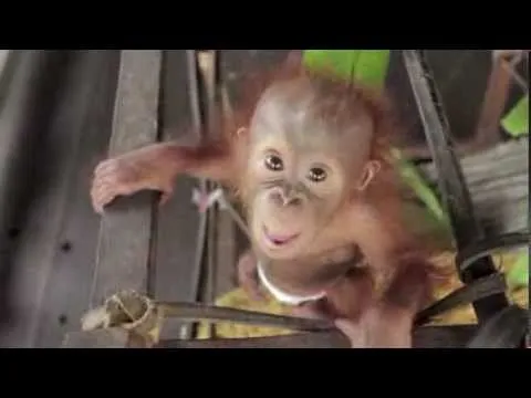 Nada mas tierno como este bebé orangután - Eiveo