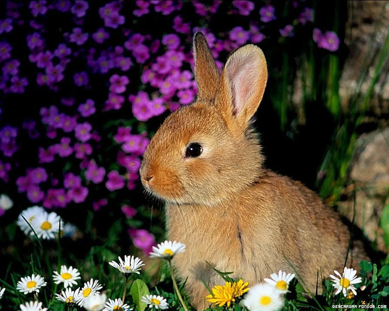 FONDOS DE PANTALLA conejitos tiernos - Imagui