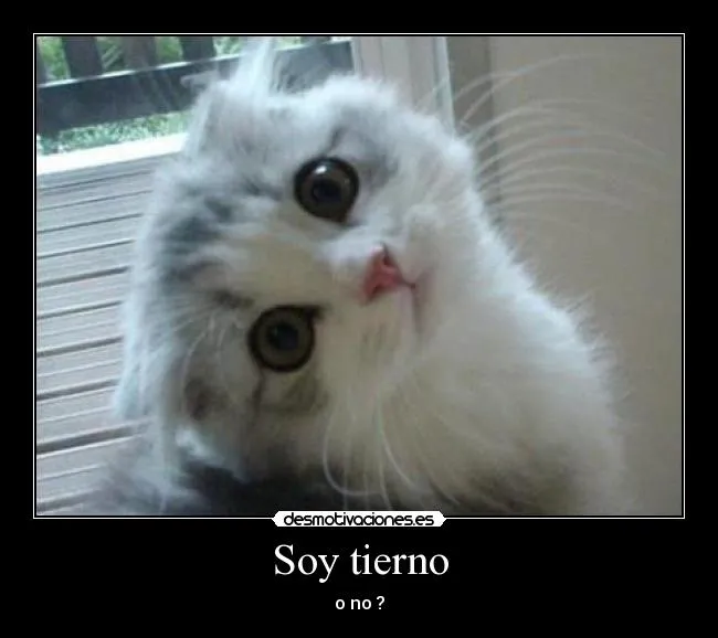 Soy tierno | Desmotivaciones