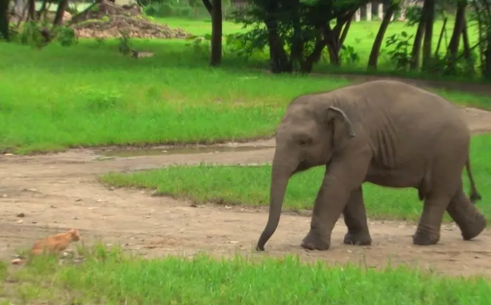 Tierno elefante bebé se ve ligeramente intimidado por una gata ...