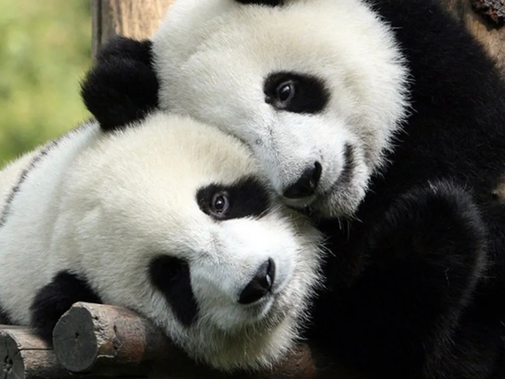  ... fondo de escritorio donde aparece una pareja de pandas muy abrazados