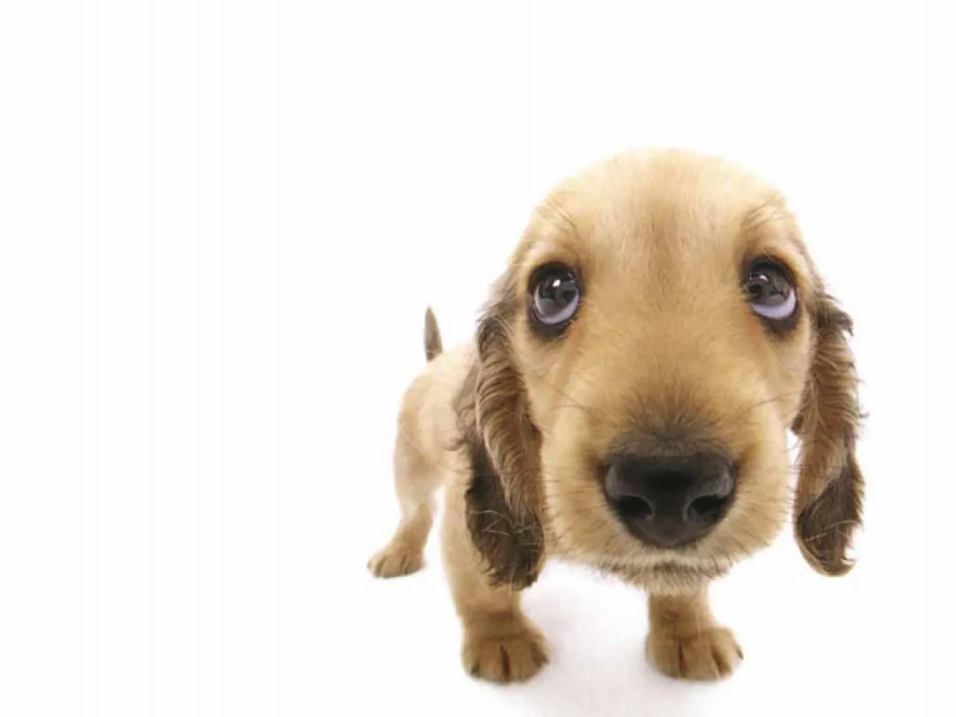 Tierno Perrito Asomándose a la Pantalla - Perros