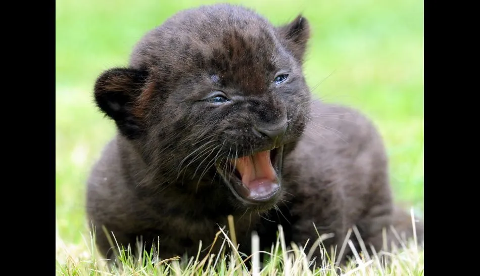 Tiernos animales bebes buscando sobrevivir a la extinción - Taringa!