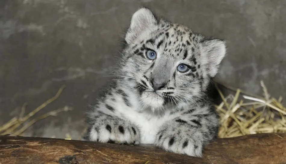 Tiernos animales bebes buscando sobrevivir a la extinción - Taringa!