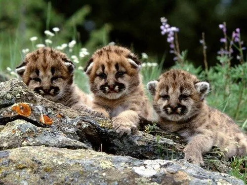 Tiernos cachorros de tigre en tu PC | Software, utilidades, temas ...