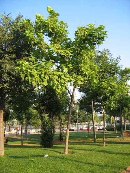 DIA DE LA TIERRA: En el día de la tierra se sembrarán arboles en ...