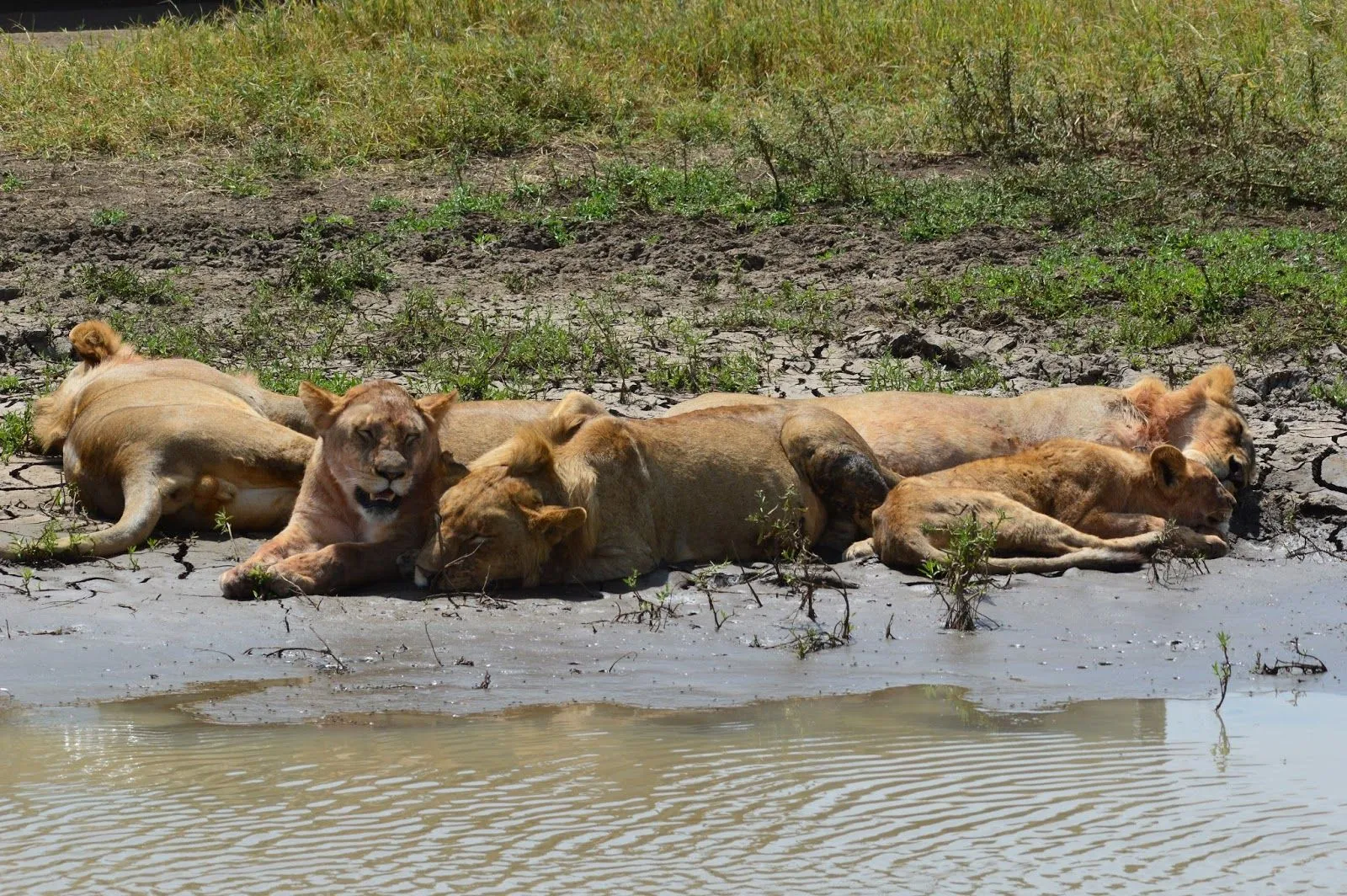 POR TIERRA POR LA TIERRA: Serengeti en el momento mas oportuno.