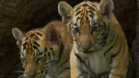 Tiger Cub GIFs on Giphy