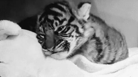 Tiger Cub GIFs on Giphy