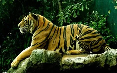 Tiger Desktop Wallpapers and Backgrounds:wallpapers screensavers