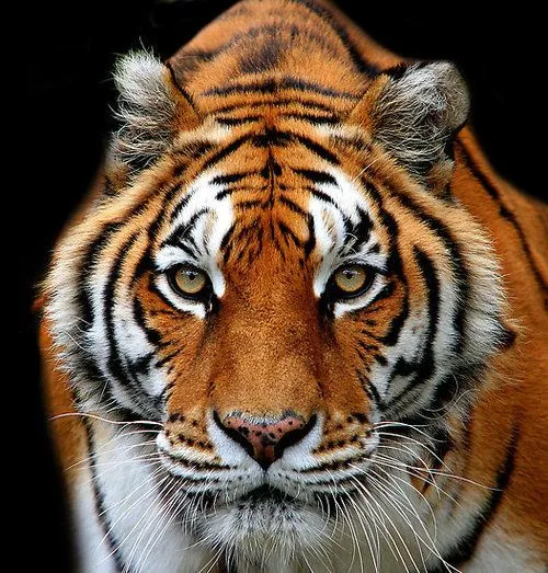 tiger eye | Tumblr