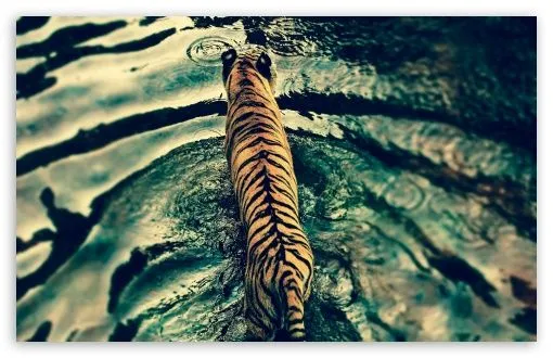 Tiger In Water HD desktop wallpaper : High Definition : Fullscreen ...