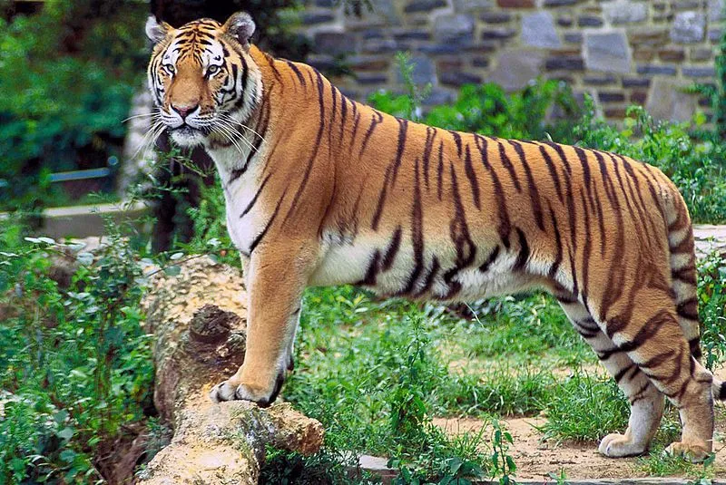 Tiger of Word: Tigre de Bengala