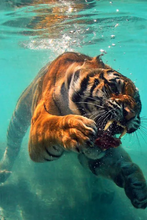 photography swag animals dope fresh underwater tiger trill ...