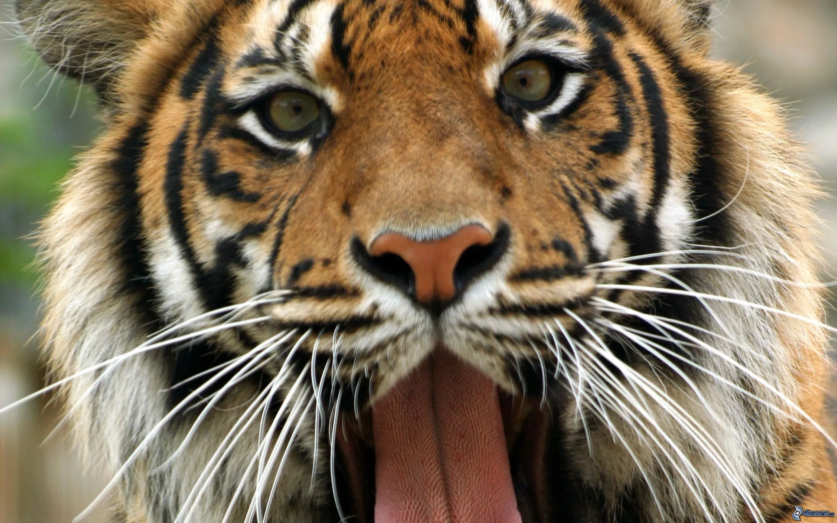 Tigre