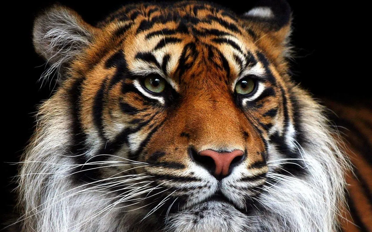 Tigre De Bengala, Fondos De Pantalla Tigre De Bengala, Imagenes Tigre ...