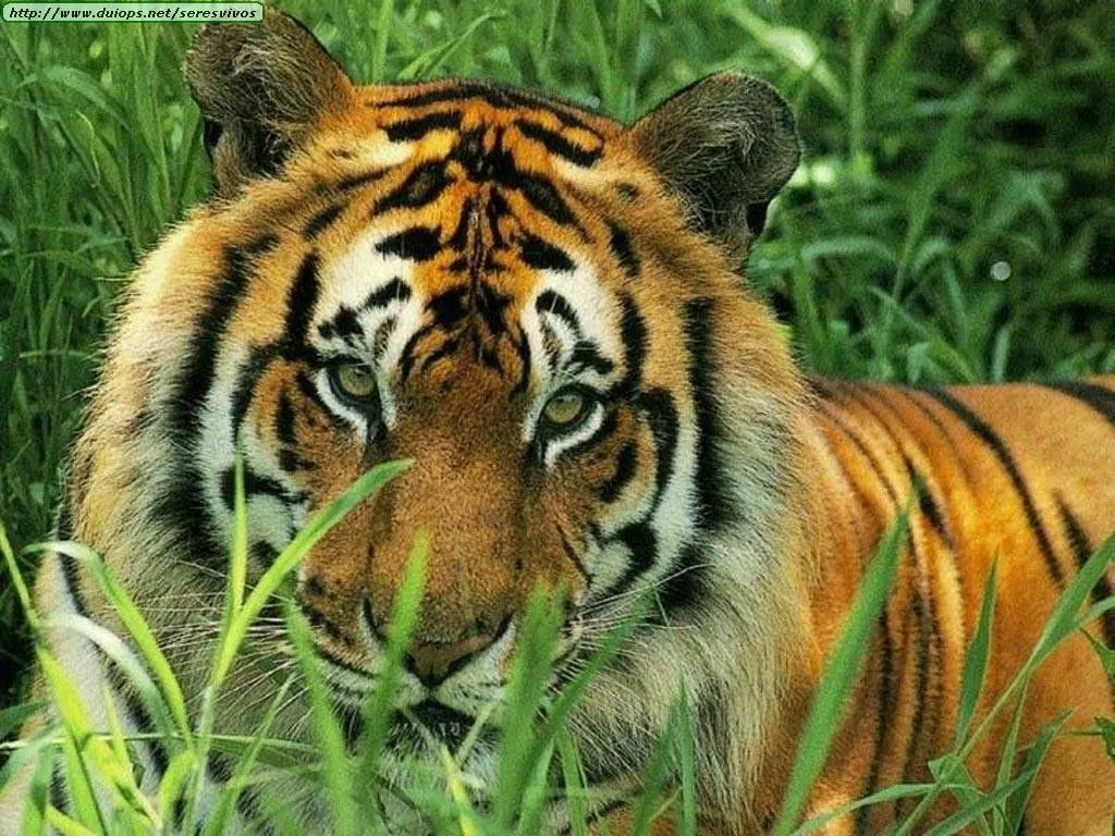 EL TIGRE