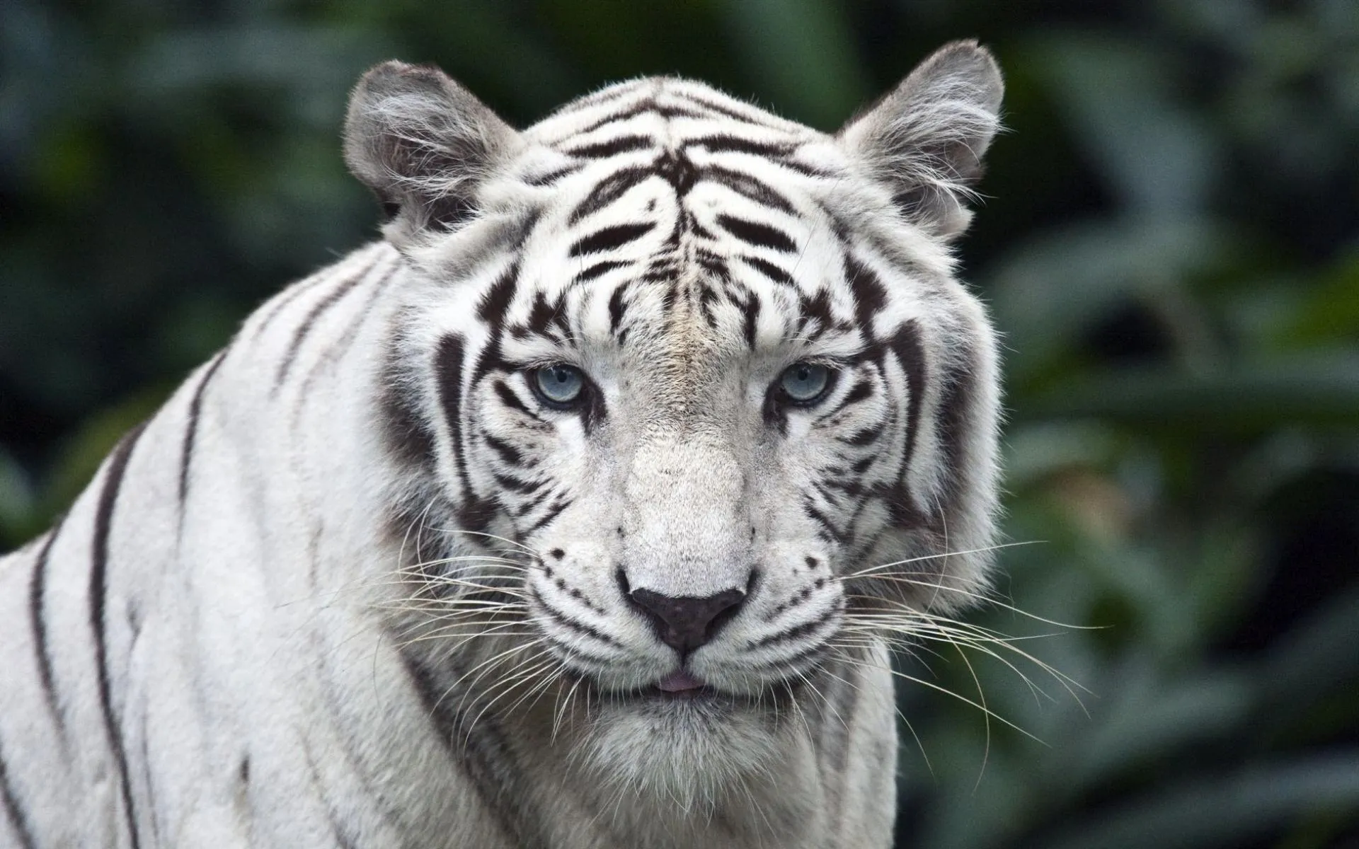 Tigre Albino - 1920x1200 Wallpaper pictures for desktop