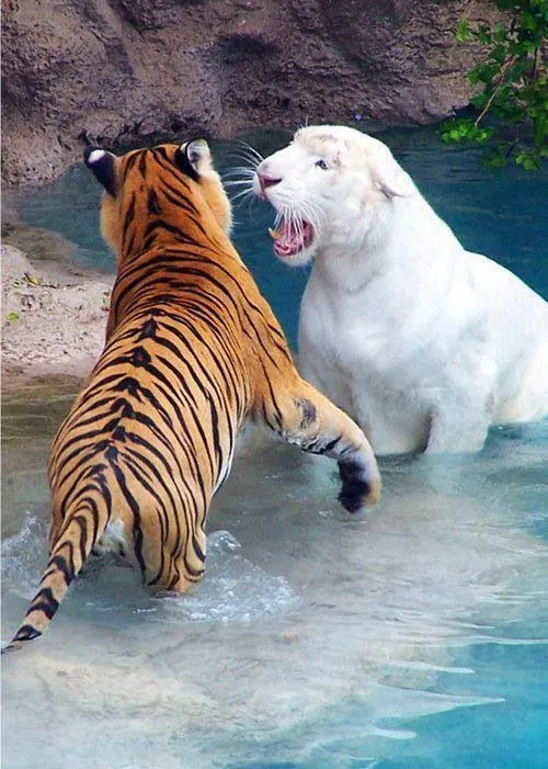 Tigre Albino e tigre de bengala | Self-Awareness | Pinterest