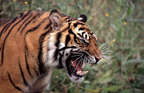 La tigre del Bengala