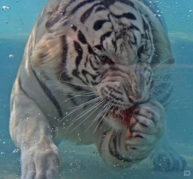 Tigre de Bengala albino (26 fotos)