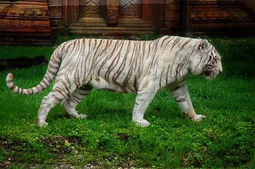 Tigre de Bengala albino | Flickr - Photo Sharing!