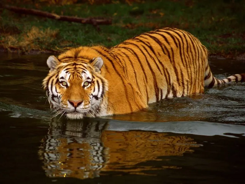 fondos de pantalla de Tigre de Bengala. wallpapers de Tigre de Bengala