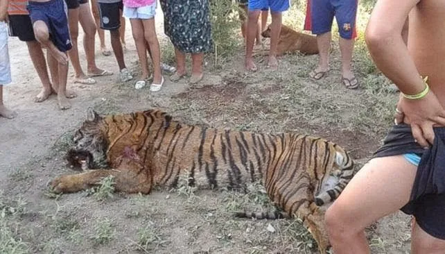 Un tigre de bengala apareció en las calles y vecinos lo matan en ...