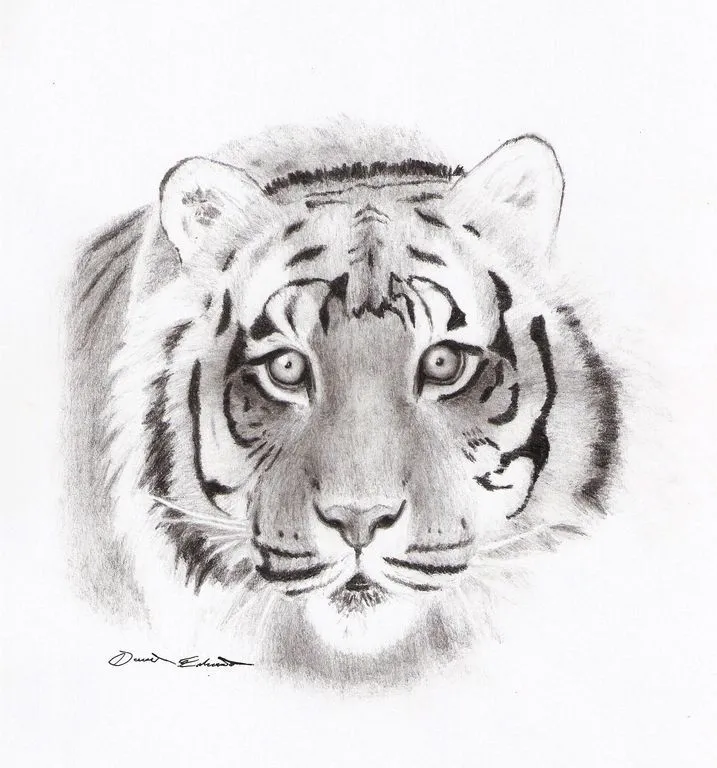 Dibujos de tigre de bengala - Imagui