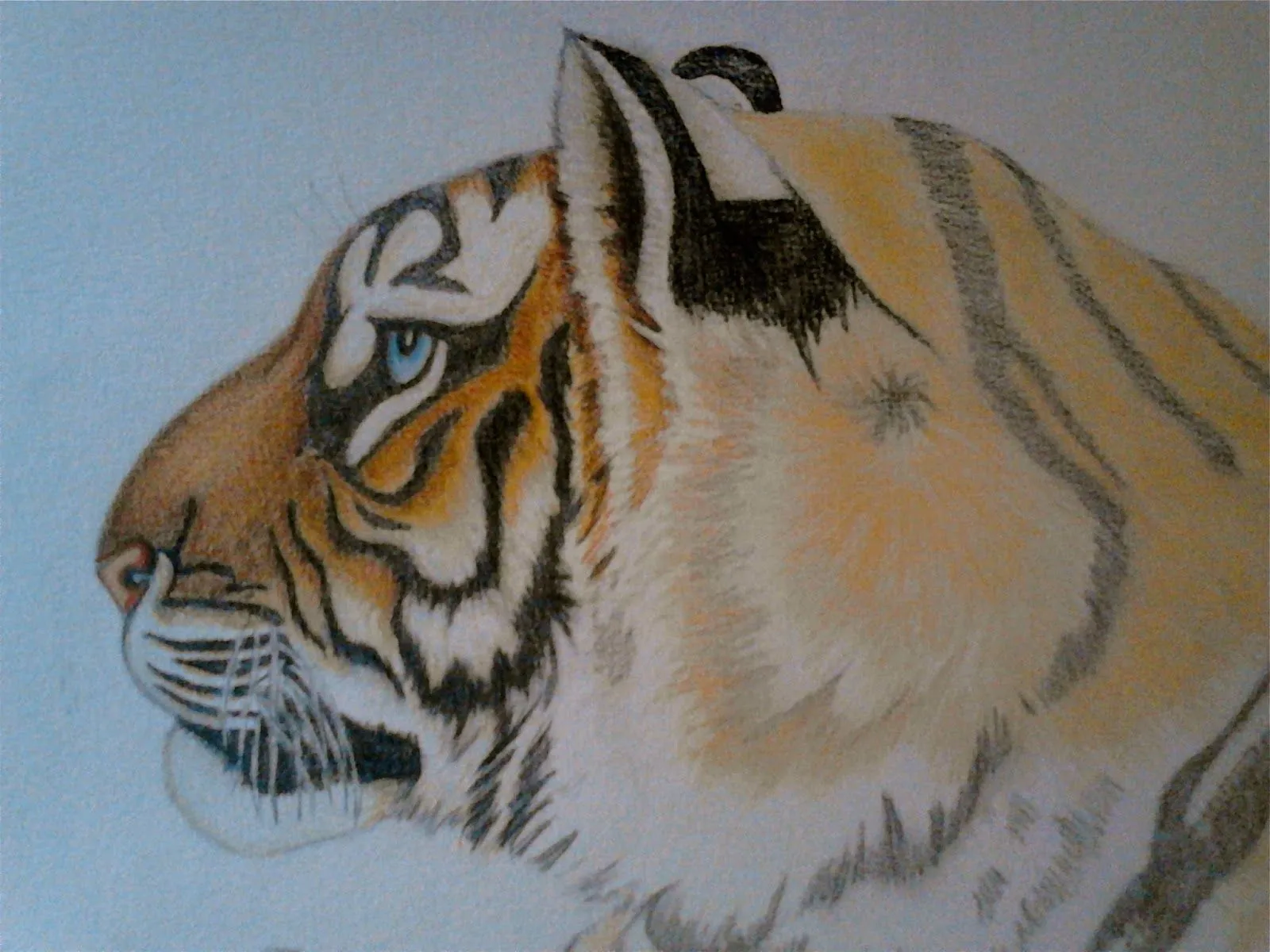 TIGRE DE BENGALA- Coloreando con Caran d´Ache | Los Dibujos de Roseta