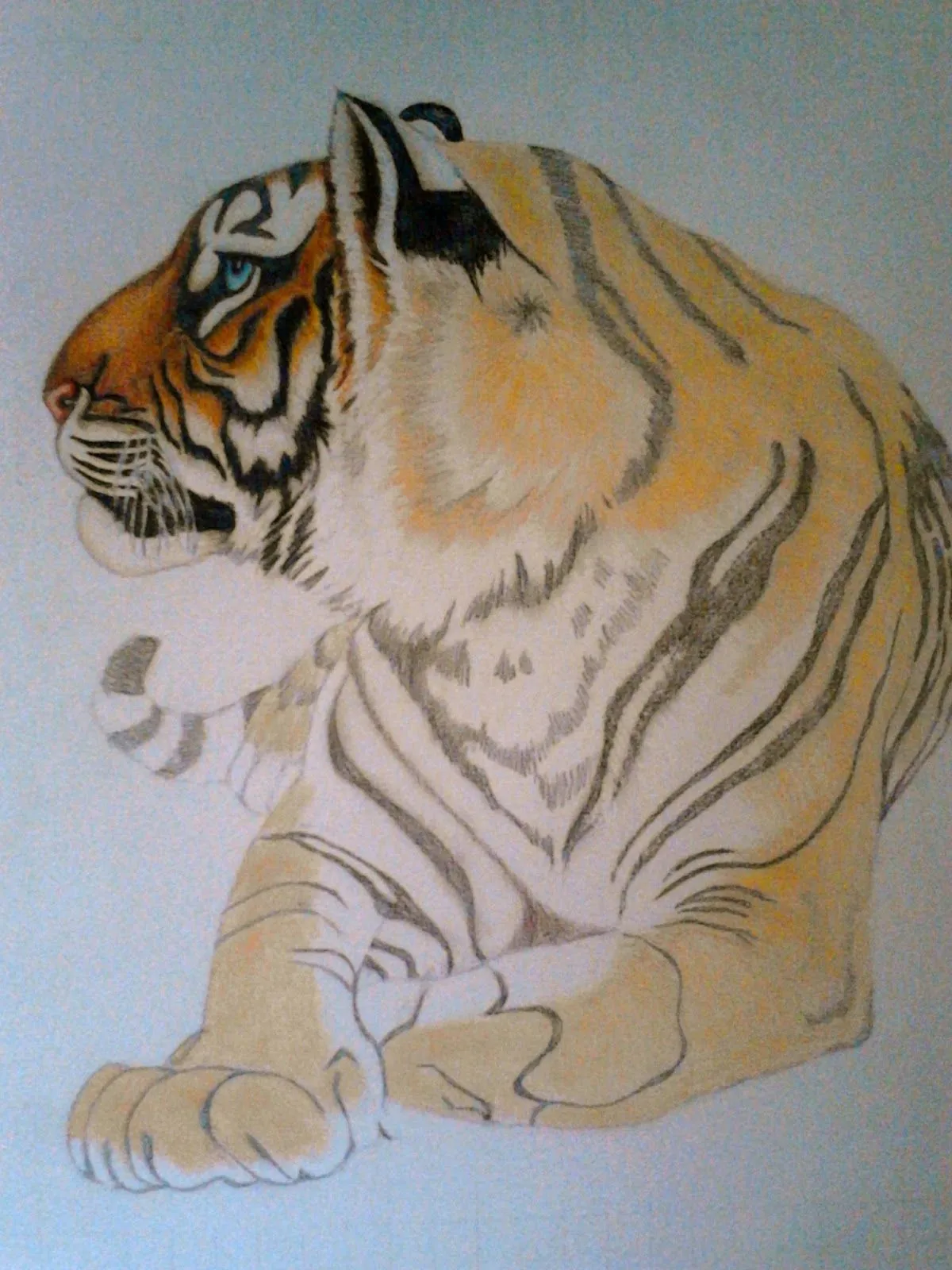 TIGRE DE BENGALA- Coloreando con Caran d´Ache | Los Dibujos de Roseta