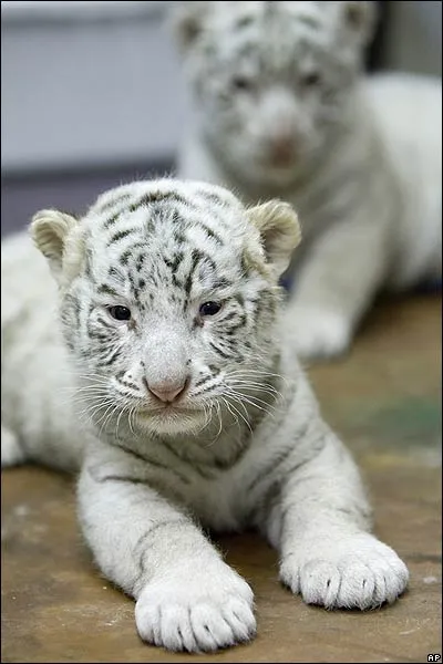  de tigre de bengala, Jasmine y Jafarh, nacidos hace un mes en el ...