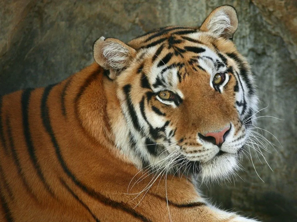 tigre de bengala se - Linux Images - 1024x768 - 245KB - 1024x768 ...