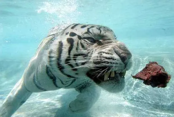 tigre bajo el agua « Pateando el mundo