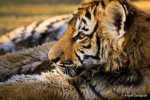 tigre de bengala tigre de bengala del bosque y zoologico de mexicali b ...