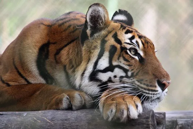 Tigre de Bengala del Zoológico de Caricuao 2 | Flickr - Photo Sharing ...