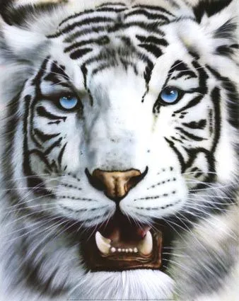 TIGRE BLANCO