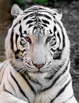 El tigre blanco