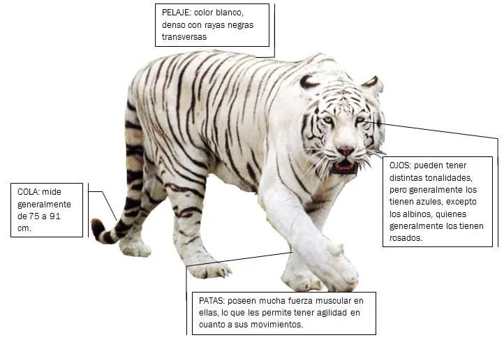 El Tigre Blanco