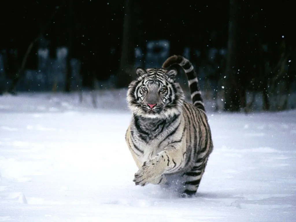 el tigre blanco es una especie que lamentablemente esta en serio ...