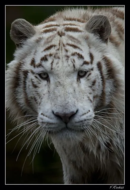 Tigre Blanco | Flickr - Photo Sharing!