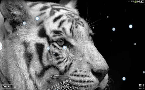 Tigre Blanco Fondos Animados APK: com.